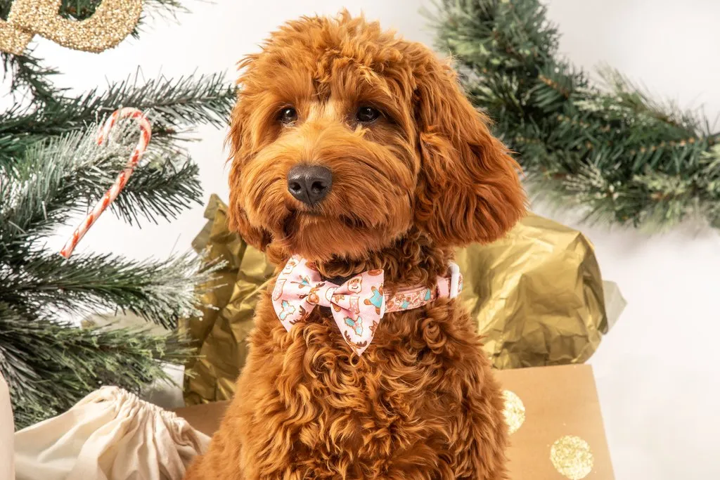 Big & Little Dogs Dog Collar & Bow Tie - Christmas Cookies