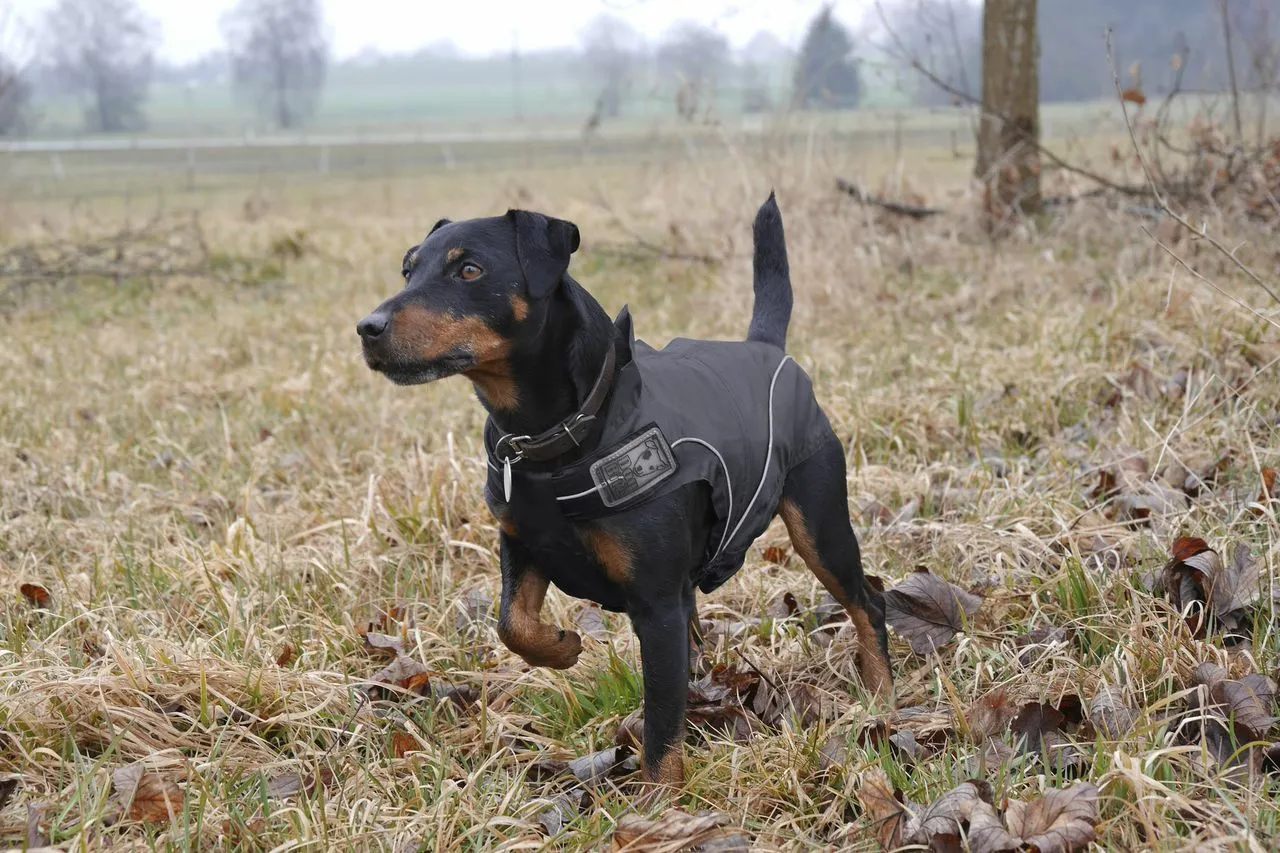 Dog Winter Jacket w/ Fleece Black, XS - 4XL - Perfect for the Outdoor Enthusiast